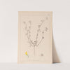 Herbier de la flore française Pl.0263 by Louis Antoine Cusin