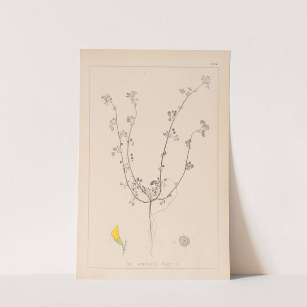 Herbier de la flore française Pl.0263 by Louis Antoine Cusin