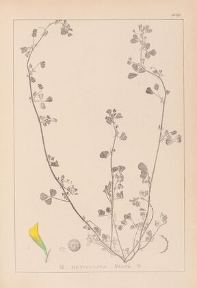Herbier de la flore française Pl.0264