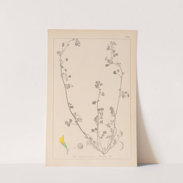 Herbier de la flore française Pl.0264 by Louis Antoine Cusin