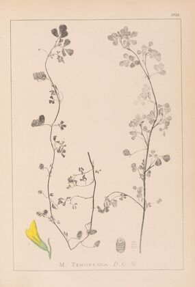 Herbier de la flore française Pl.0266