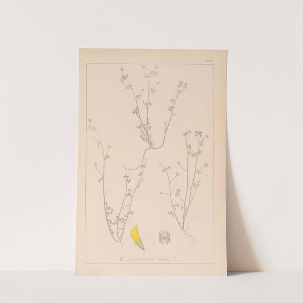 Herbier de la flore française Pl.0267 by Louis Antoine Cusin