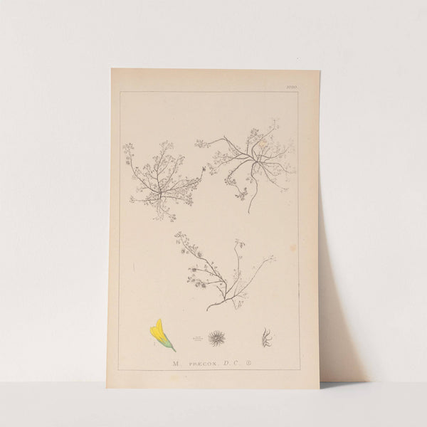 Herbier de la flore française Pl.0268 by Louis Antoine Cusin