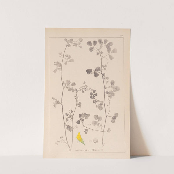 Herbier de la flore française Pl.0269 by Louis Antoine Cusin