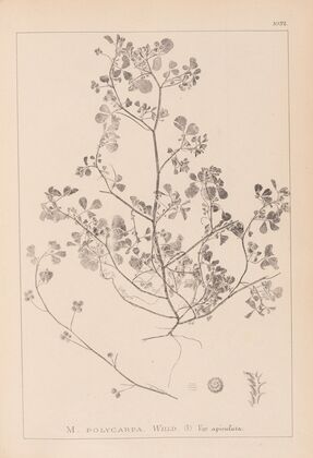 Herbier de la flore française Pl.0270