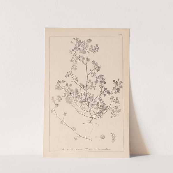 Herbier de la flore française Pl.0270 by Louis Antoine Cusin