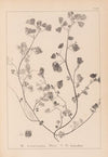 Herbier de la flore française Pl.0271
