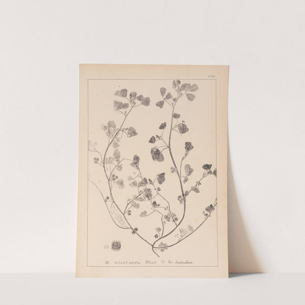 Herbier de la flore française Pl.0271 by Louis Antoine Cusin