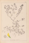 Herbier de la flore française Pl.0272