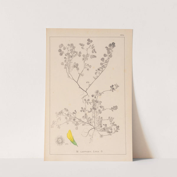 Herbier de la flore française Pl.0272 by Louis Antoine Cusin