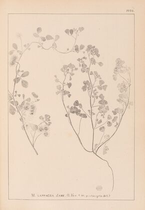 Herbier de la flore française Pl.0273