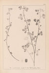 Herbier de la flore française Pl.0274