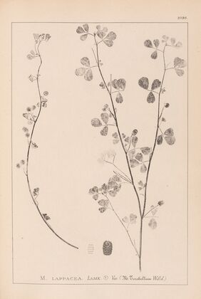 Herbier de la flore française Pl.0274