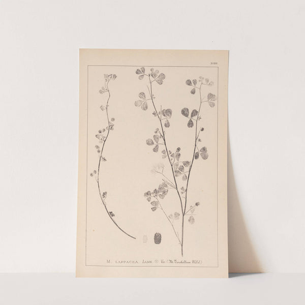 Herbier de la flore française Pl.0274 by Louis Antoine Cusin