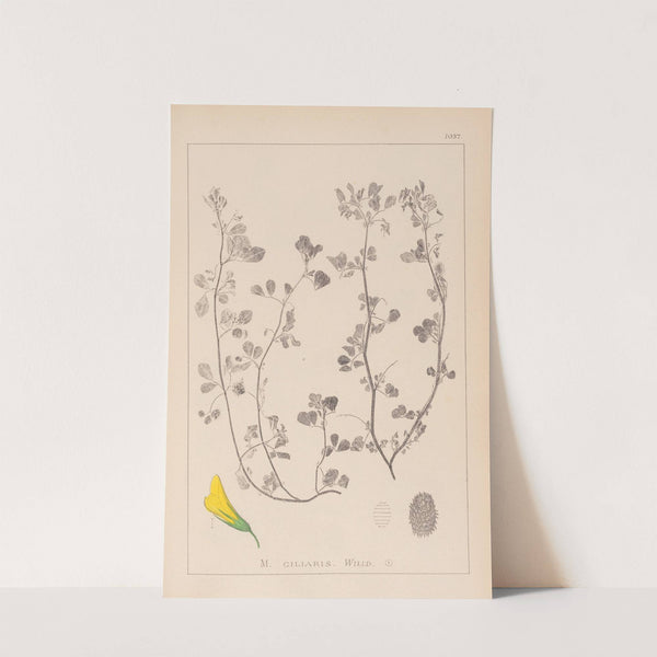 Herbier de la flore française Pl.0275 by Louis Antoine Cusin