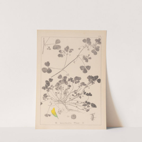 Herbier de la flore française Pl.0276 by Louis Antoine Cusin