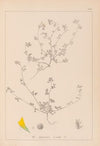 Herbier de la flore française Pl.0277