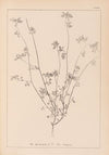 Herbier de la flore française Pl.0278