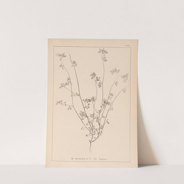 Herbier de la flore française Pl.0278 by Louis Antoine Cusin