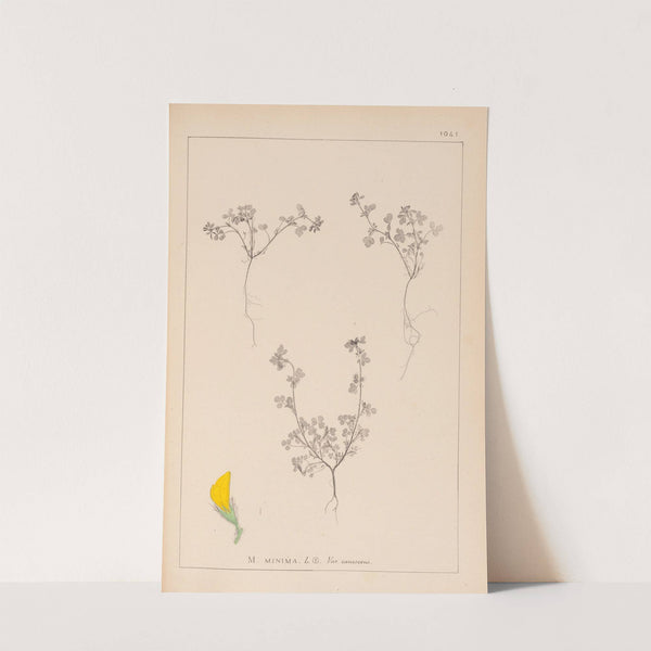 Herbier de la flore française Pl.0279 by Louis Antoine Cusin