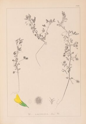 Herbier de la flore française Pl.0280