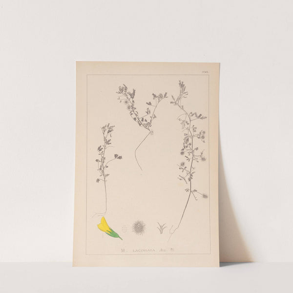 Herbier de la flore française Pl.0280 by Louis Antoine Cusin