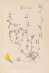 Herbier de la flore française Pl.0284
