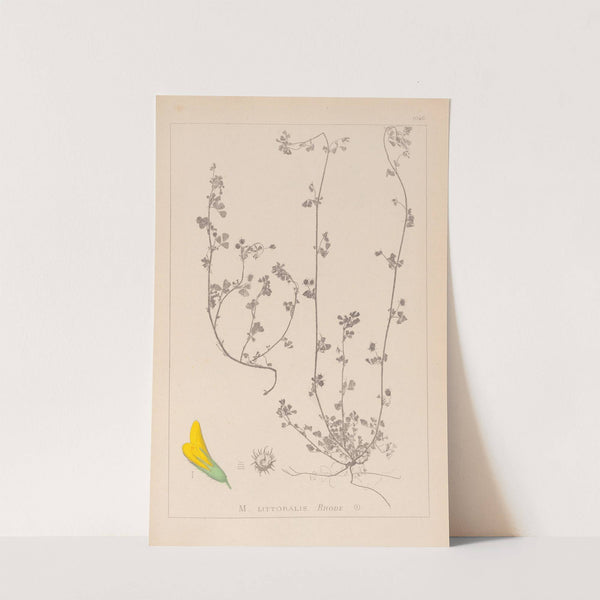 Herbier de la flore française Pl.0284 by Louis Antoine Cusin