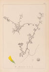 Herbier de la flore française Pl.0286