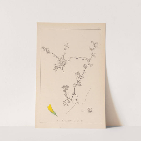 Herbier de la flore française Pl.0286 by Louis Antoine Cusin