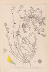 Herbier de la flore française Pl.0287
