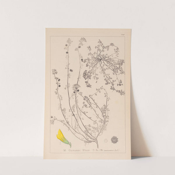 Herbier de la flore française Pl.0287 by Louis Antoine Cusin