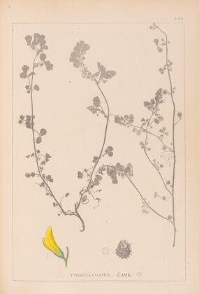 Herbier de la flore française Pl.0289