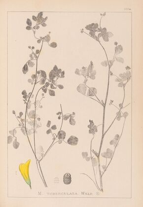 Herbier de la flore française Pl.0291