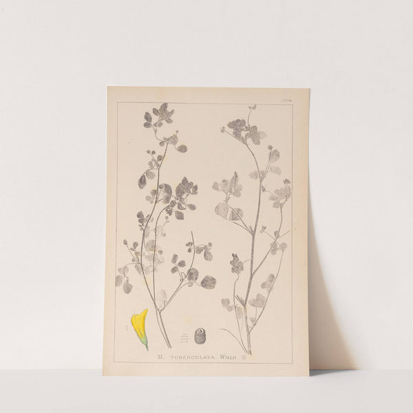 Herbier de la flore française Pl.0291 by Louis Antoine Cusin