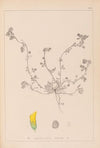 Herbier de la flore française Pl.0293