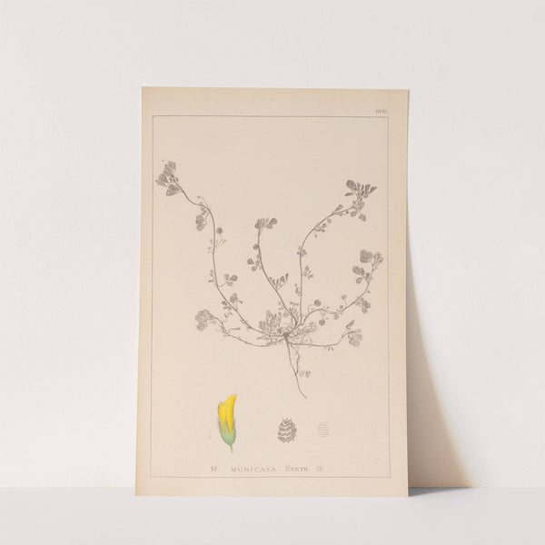 Herbier de la flore française Pl.0293 by Louis Antoine Cusin