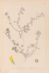 Herbier de la flore française Pl.0294
