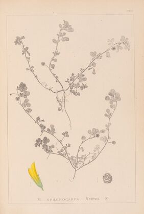 Herbier de la flore française Pl.0294