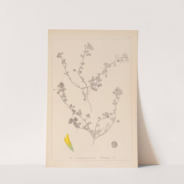 Herbier de la flore française Pl.0294 by Louis Antoine Cusin