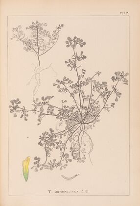 Herbier de la flore française Pl.0297