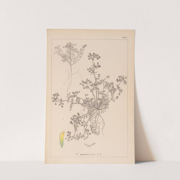 Herbier de la flore française Pl.0297 by Louis Antoine Cusin