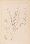 Herbier de la flore française Pl.0298