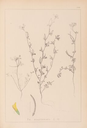 Herbier de la flore française Pl.0298