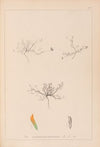 Herbier de la flore française Pl.0299