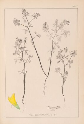 Herbier de la flore française Pl.0300