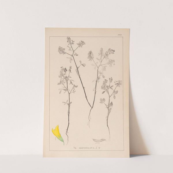 Herbier de la flore française Pl.0300 by Louis Antoine Cusin