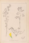 Herbier de la flore française Pl.0301