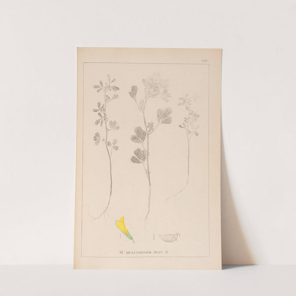 Herbier de la flore française Pl.0303 by Louis Antoine Cusin