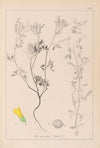 Herbier de la flore française Pl.0304